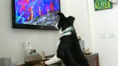 Dog watching Dog TV