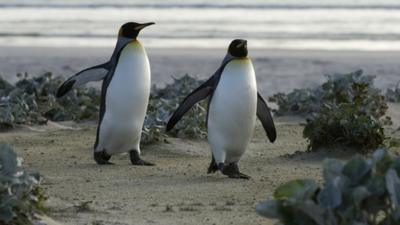 Penguins on Falklands Islands - file photograph