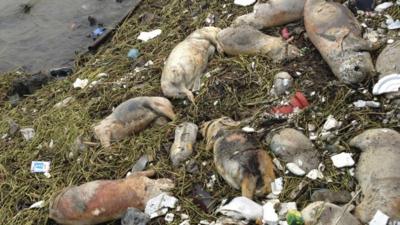 Dead pigs along Songjiang, Shanghai - picture released 10/3/13