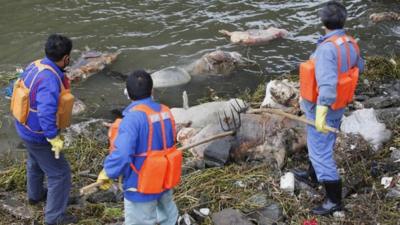 Cleaning workers retrieve the carcasses of pigs from a branch of Huangpu River