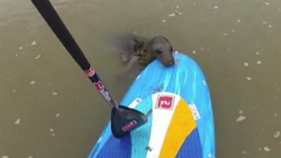 Keith the seal with paddle boarder Tristan Bawn