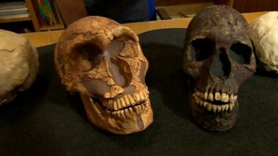 Neanderthal skull and a modern skull