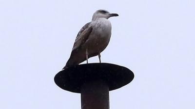 Seagull perches on Sistine Chapel chimney