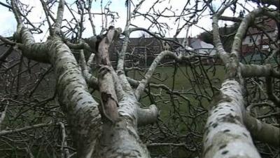 Trees in Mumbles