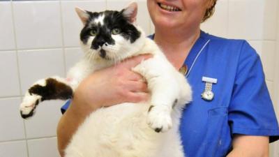 PDSA nurse Steph Williams as she struggles to lift Cookie the cat