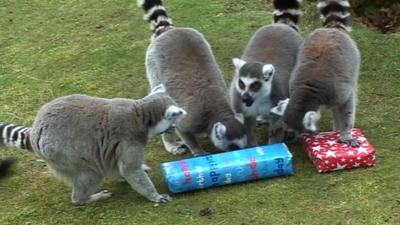 Lemurs with presents