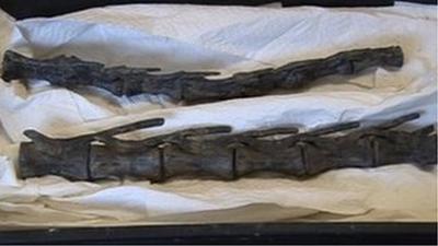 Valdosaurus bones