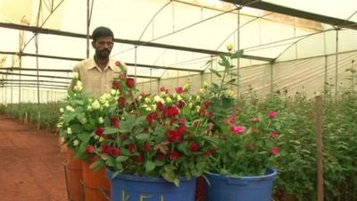 Indian flower producer