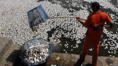 A municipal worker collects dead fish at the Rodrigo de Freitas lagoon in Rio de Janeiro