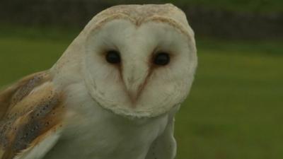 Barn owl