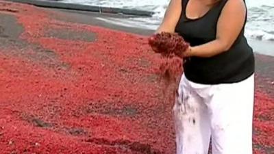 Sea creatures washed up on beach in Chile