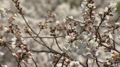 Spring blossom