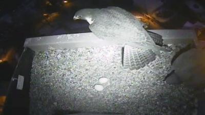 Second egg laid by Norwich peregrine falcons