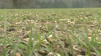 Stunted wheat crop in England