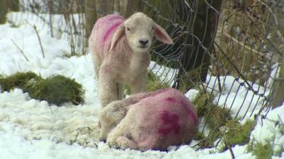 Sheep in the Glens of Antrim have been trying to take shelter from the biting cold