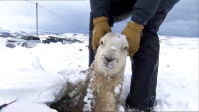 A sheep being pulled out of a snow drift