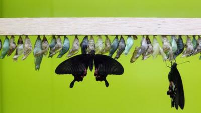 Butterfly emerging from chyrsalis