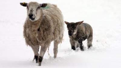 Sheep and lamb in snow