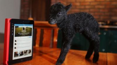 Micro Lamb next to a tablet on a table