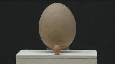 The giant egg on display next to a chicken's egg.