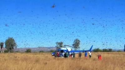 Helicopter in field, surrounded by locusts