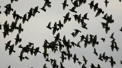 A flock of starlings