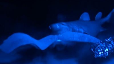 A shark biting a hagfish (Courtesy of Museum of New Zealand Te Papa Tongarewa)