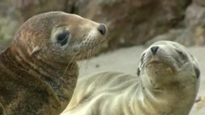 Sea lions