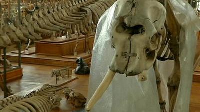 Elephant skeleton with missing tusk