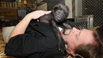 Zookeeper Ron Evans with baby gorilla Gladys