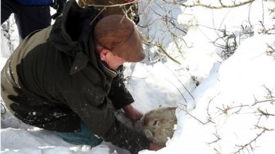 Gareth Wyn Jones pulls out a pregnant sheep from the snow