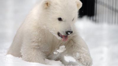 Kali the polar bear cub