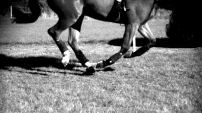 Horse galloping (c) Ellen Singer