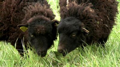 Sheep grazing on the grounds of the Paris Archives