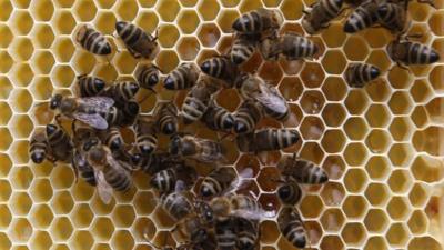 Bees on a honeycomb