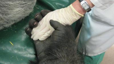 Man holds a gorilla's hand