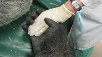 Man holds a gorilla's hand