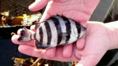 Striped beak fish