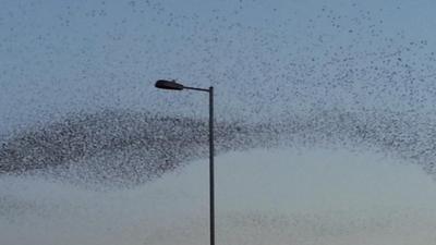 Starlings over Swindon