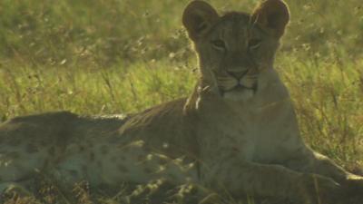 A lion in Kenya