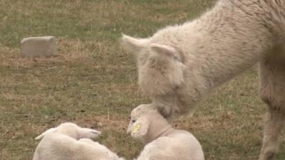 An alpaca with two small lambs