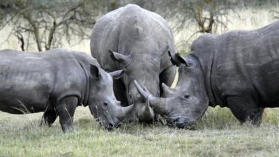 Rhinos