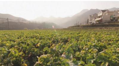 Field in Xinchao