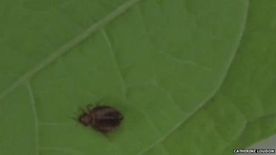 Bedbug on kidney bean leaf