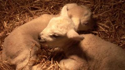 Surviving lambs