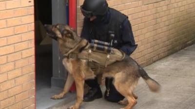 Canine crime-fighter Elvis of Durham Police
