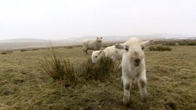 Sheep with new lambs, Snowdonia