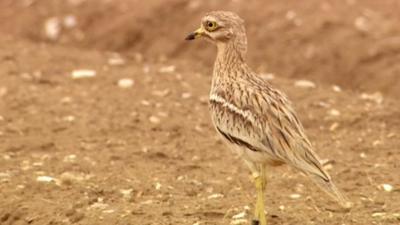 Stone Curlew