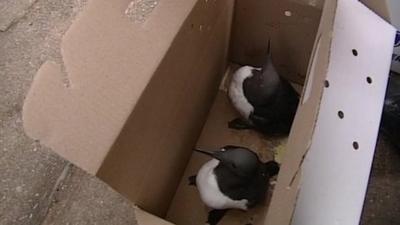 Rescued guillemots