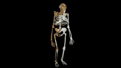 A computer generated image of what the reconstructed skeleton looks like